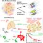 Scientists identify the neuroblastoma cells that signal poor outcomes