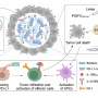 Engineered probiotic bacteria produce cancer drugs inside tumors