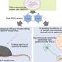 Base editing corrects mutation and slows motor neuron disease in mouse model