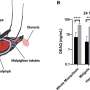Antimalarial drug persists in mosquitoes for days, potentially exposing developing parasites