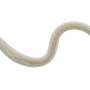 Parasitic worms could hold the key to treating immune system diseases