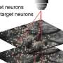 Neurobiologists trigger learned movements by activating just 20 brain cells