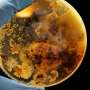 Q&A: Expert discusses Russian plague scare
