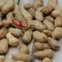 Before the first bite: A missing gut protein may set the stage for peanut allergy
