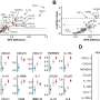 Blood proteins may offer new clues to gut health in celiac disease