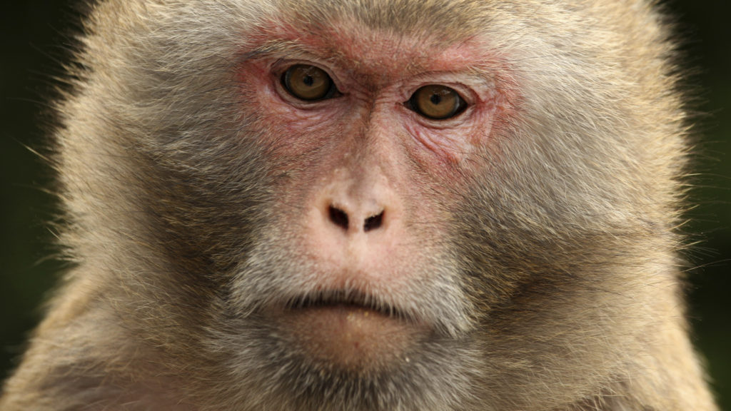 STAT+: HHS unveils new initiatives to reduce animal testing in drug development
