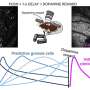 Beyond movement, the cerebellum may contribute to the anticipation of rewards
