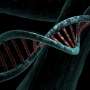 Researchers identify role of newly discovered genetic variant in neurodevelopmental disorder