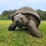 An extremely old giant tortoise named Jonathan may hold the secret to a long, healthy life