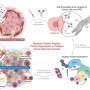 Experimental cancer treatment disrupts cell communication to suppress tumor growth in animal tests