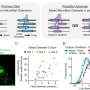 Discovery reveals how nervous system helps control length of protective nerve coatings