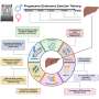 Endurance exercise rewires liver metabolism differently based on sex, study suggests