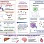 Dying fat cells may trigger self-amplifying cycle of inflammation in obesity