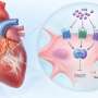 Biological aging offers clues to long-term health after Fontan surgery
