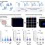 Childhood cancer survivors' cells repair low-dose radiation damage more efficiently, study finds
