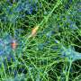 Blood cells from 80-year-old donor become stem cells with molecular age under 20