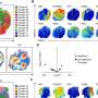 Enhanced CAR T-cell therapy shows early promise for B-cell cancers in first-in-human trial