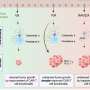 Metabolic activity of gut bacteria can either promote or inhibit function of CAR T cells in cancer therapy