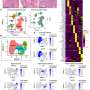 Newly identified prostate cell type may help explain why enlarged prostate develops in one region of gland
