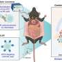 Electrical ablation boosts CAR-NK cell therapy against liver cancer, offering new strategy for refractory solid tumors
