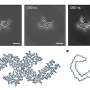 Human tau seeds trigger disease-specific shapes in mouse brains, new study finds