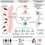 Gut bacterial compound worsens brain injury after stroke, study suggests