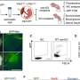 Pancreatic cells can reach the pancreas after transplantation via the placenta, mouse experiments reveal