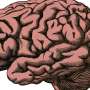Genetic pathway offers new insight into timing of early brain development