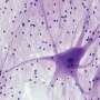 Fruit fly study reveals how neural gates switch on short-term memory