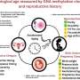 Earlier menopause linked to faster biological aging, study finds