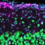 Remote-control in the cortex—how distant synapses are equipped for change