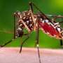 Florida's dengue outbreak is now the largest in a US state in decades