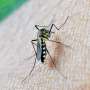 Addressing mosquito-borne disease trends as climate change bites