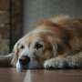 Why old dogs might be able to teach Alzheimer's researchers new tricks