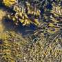Seaweed strandings cause a stink—here's why they harm your health