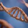 Discovery explains how immune cells target DNA mutations to improve antibodies