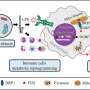 Chronic intestinal inflammation can affect heart through changes in gut microbiota and immune cells, study finds