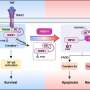 A missing piece in the cell death and inflammation signaling pathway puzzle has been revealed