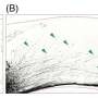 How the visual cortex wires itself—targeted from the start, refined over time