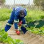 Physically intense work and health: A new index to assess the burden of job tasks