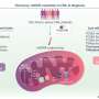 More active mitochondria may help chronic myeloid leukemia cells withstand treatment
