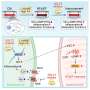 Lab-grown tissue reveals how inflammation may drive heart relaxation failure