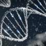 AI and fruit fly tests link BRSK1 gene to rare neurodevelopmental disorder