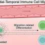 New imaging method links cells' spatial organization to cancer outcomes
