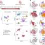 Modifying heart cell metabolism unlocks self-repair system after heart attack
