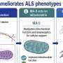 Synthetic molecule improves mitochondrial function in ALS models and patient-derived stem cells