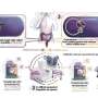 Resistance gene helps C. difficile spores survive hospital-grade disinfectants