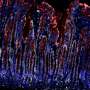 Stomach bacterium hijacks healing signals to drive precancerous changes, study finds