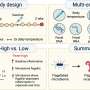Gut microbes help set the body's inflammatory response to vaccination