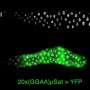 Cancer-linked protein needs a partner to activate silent DNA, fruit fly experiments reveal